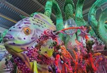 Série Barracões: Com o caju no enredo e na boca do povo, Mocidade levará para Avenida um desfile de brasilidade, bom humor e sensualidade