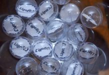 Veja os pares! Série Ouro define data do sorteio da ordem dos desfiles no Carnaval 2025