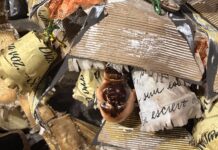 Papel, memória e permanência: Ala 13 da Unidos da Tijuca transforma lixo em legado ao homenagear Carolina de Jesus