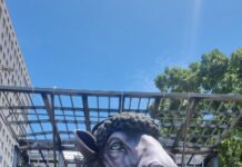 Mocidade 2026: imagens das alegorias na área de concentração para o Carnaval 2026