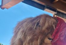 Viradouro 2026: alegorias na área de concentração para o Carnaval 2026