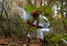 Morro da Casa Verde mergulha na Jurema Sagrada e levará a história do Catimbó ao Anhembi no Carnaval 2027